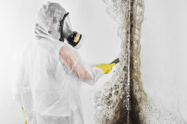 Mold Removal Process in Benjamin, UT