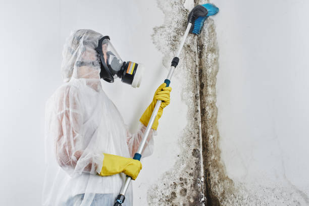 Best Fast Mold Removal  in Benjamin, UT