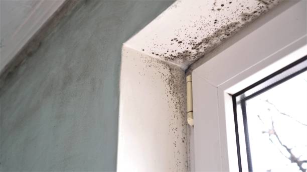 Best Mold Testing  in Benjamin, UT