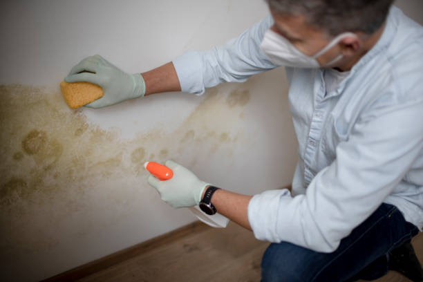 Best Commercial Mold Removal  in Benjamin, UT
