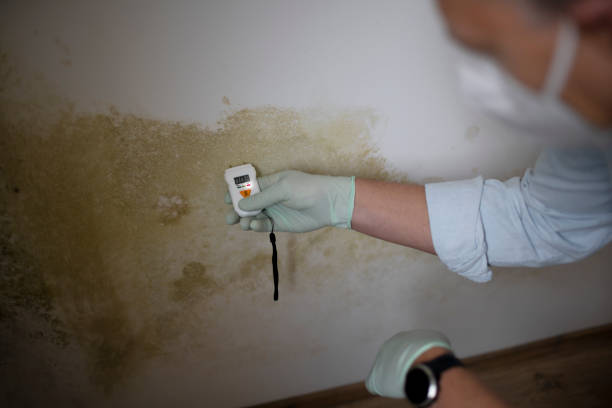 Best Toxic Mold Removal  in Benjamin, UT