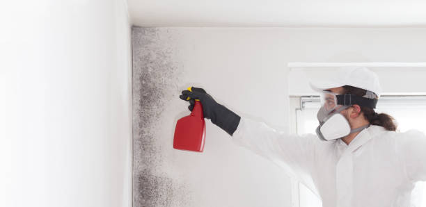 Best Mold Remediation  in Benjamin, UT