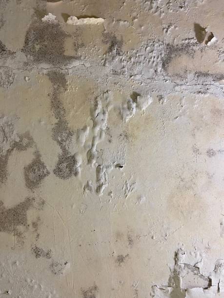 Best Fast Mold Removal  in Benjamin, UT
