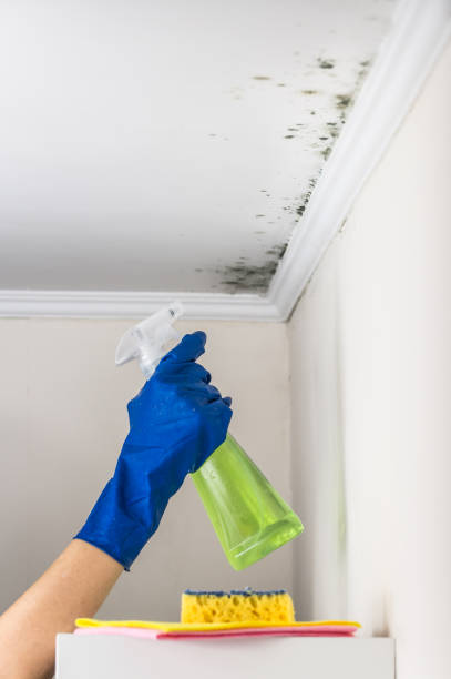 Best Affordable Mold Removal  in Benjamin, UT